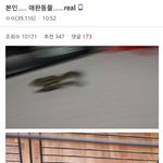 [드루와] <b>애완</b>동물 자랑하는 디씨인.jpgㅋㅋ