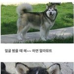 [모두드루와] 말라뮤트, <b>허스키</b> 구분법