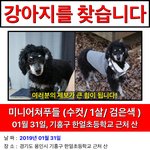 [강아지] <b>용인</b> 기흥구 - 강아지를 찾습니다.