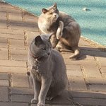 [댓글부탁해] 이거 <b>비둘기</b>로 보이면 행복한 상태래