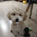 [드루와] <b>애완</b>동물 자랑하고가자