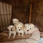 [강아지] 4남매중 혼자 남았어요