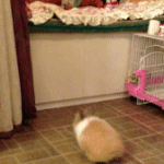 토끼가 <b>작정</b>하고 점프하면 이 정도 ㄷㄷ.gif