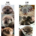 [모두드루와] 쉽게 보는 수달과 <b>해달</b>의 차이점