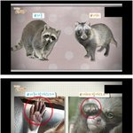 [모두드루와] <b>라쿤</b>과 너구리를 구분해보자