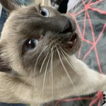 아니 <b>고양이</b>한테서 꼬르륵 <b>소리</b>났는데ㅋㅋㅋ