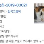 유기묘 특징 적어놓은거 봐바 ㅋㅋㅋㅋㅋ