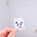 [강아지] 울집 댕댕이 <b>증</b>멍<b>사진</b> 만들었어요!!!!!