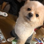 <b>이중</b>꼭한마리를데려다키워야된다면???