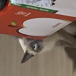 우리집 고양이 어제 날 <b>원망</b>의 눈빛으로 봄