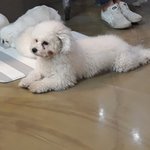 [댓글부탁해] 애견카페 <b>체고</b>다