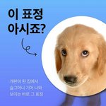 강아지가 이런 <b>표정</b> 짓는 이유ㄷㄷ