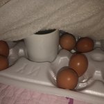 <b>유정</b>란부화시키기 1일차 스타트함!