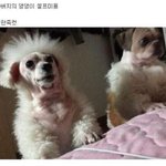 [모두드루와] 댕댕이 <b>셀프</b>미용