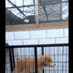[모두드루와] <b>요령</b>을 깨달은 댕댕이의 운동법