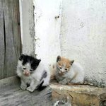 [댓글부탁해] 고양이 <b>확대</b>범 레전드.jpgㅋㅋㅋ