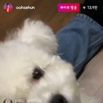 [EXO] <b>세상</b>에 다들 비비보러 ㄱㄱ