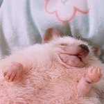 [댓글부탁해] 고웽 <b>졸</b><b>귀</b>다 추반 ㄱㄱ