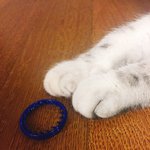[댓글부탁해] 다들 귀여운 고양이 <b>솜방망이</b> 좀 보고가ㅠㅠㅠㅠ