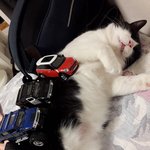 [19] 고냥이 못 <b>자게</b> 하고 싶다