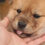 <b>오빵</b> 나
