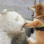 [댓글부탁해] <b>시바</b> 귀엽다 추반 ㄱㄱ