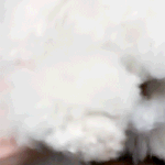 [EXO] 비비 <b>빠빠</b>