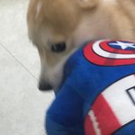 [강아지] 우리집 댕댕이 빡쳤어요
