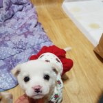 [강아지] 인형같은 3개월 <b>여아</b>