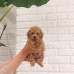 [강아지] 나만 보기 아까운 울 <b>집</b> 댕댕이 아기였을 때 <b>사진</b> !!!