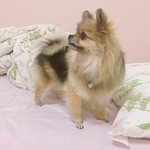 [강아지] [4탄] 우리콩이보고가요!