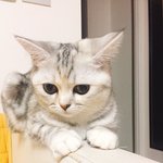 [드루와] 솔직히 <b>울</b><b>집</b> 고양이 ㄹㅇ 예쁜거같음