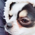 [강아지] 울 아가 <b>모찌</b> 이쁜가요