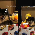 오늘은 귀염둥이 <b>연탄</b>이 사진을 마지막으로 자러가겠습니다