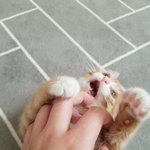 홀앵이