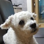 [강아지] 우리집개<b>식빵</b>굽