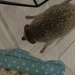 [댓글부탁해] <b>애완</b>동물 이름 좀 추천해줘!