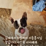 [강아지] <b>김제</b>에서 서울로