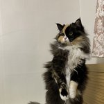 [고양이] 예쁜털코트를 입은 삼색매력묘 버찌❤️