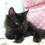 (사진추가)깜장<b>고냥</b>이 좋아하는 사람 보고가~^^(더 보고가~)