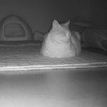 나의 동거묘 <b>도칠</b>이의 설날