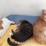 [고양이] <b>개냥</b>이 삼형제