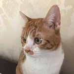 [고양이] +++(추가) 귀여운 <b>치즈</b>냥이 구경하고 가세요
