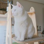 나는 고양이 (많이)있다✌︎('ω')✌︎