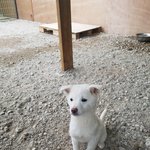 [강아지] <b>다리골절</b> 파보아이소식