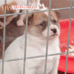 <b>믹스</b>견이 젤 귀엽지 않냐