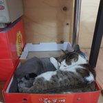 [고양이] [콩이와 흰둥이] <b>외출</b>냥이