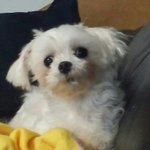 얘들아 우리강아지 <b>얼</b><b>평</b>좀