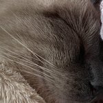 <b>울집</b> 고양이 좋은꿈 꾸나바