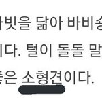 [EXO] 야 ㅂl숑 원래 <b>소형</b>견이래